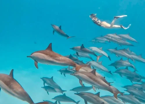 Дельфины в Красном море